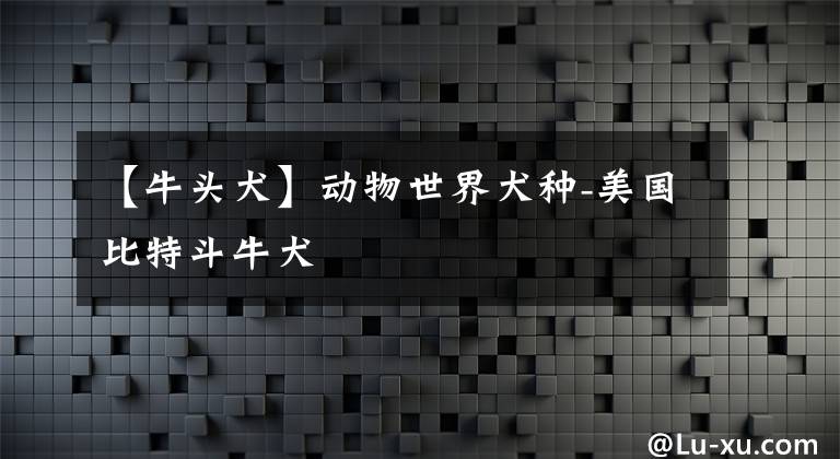 【牛头犬】动物世界犬种-美国比特斗牛犬