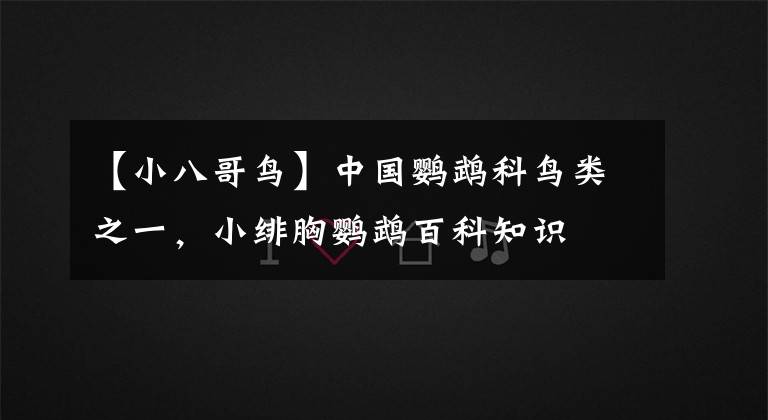 【小八哥鸟】中国鹦鹉科鸟类之一，小绯胸鹦鹉百科知识