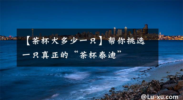 【茶杯犬多少一只】帮你挑选一只真正的“茶杯泰迪”