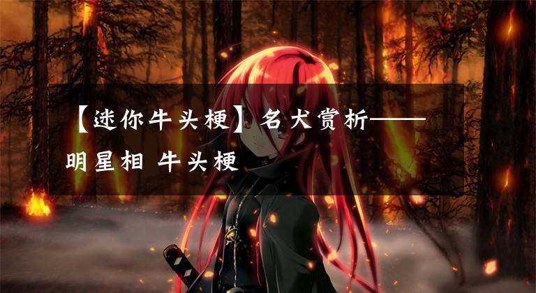 【迷你牛头梗】名犬赏析——明星相 牛头梗