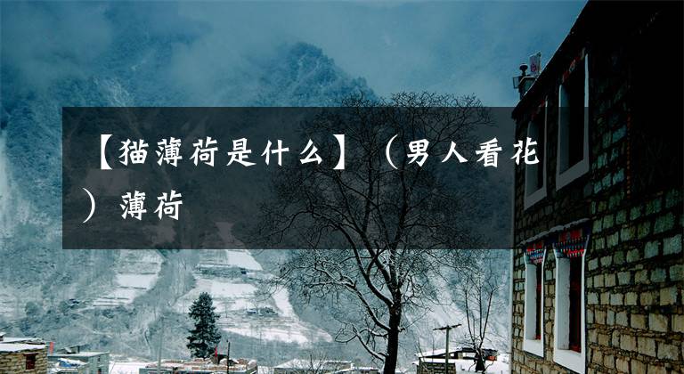 【猫薄荷是什么】（男人看花）薄荷