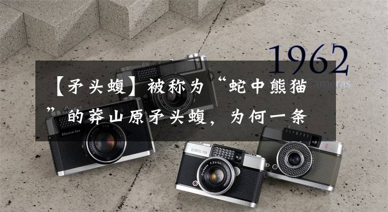 【矛头蝮】被称为“蛇中熊猫”的莽山原矛头蝮，为何一条价值高达上百万？