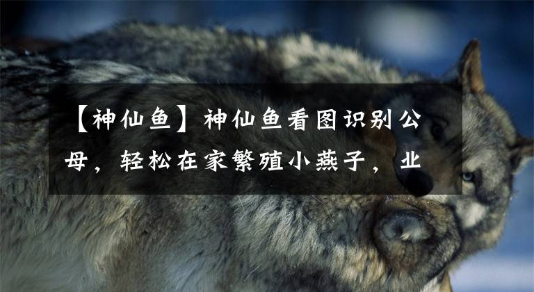 【神仙鱼】神仙鱼看图识别公母，轻松在家繁殖小燕子，业余增加收入