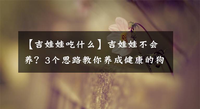 【吉娃娃吃什么】吉娃娃不会养？3个思路教你养成健康的狗