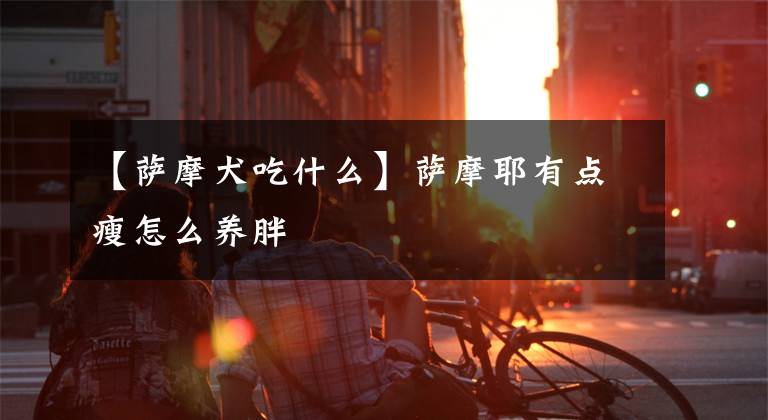 【萨摩犬吃什么】萨摩耶有点瘦怎么养胖