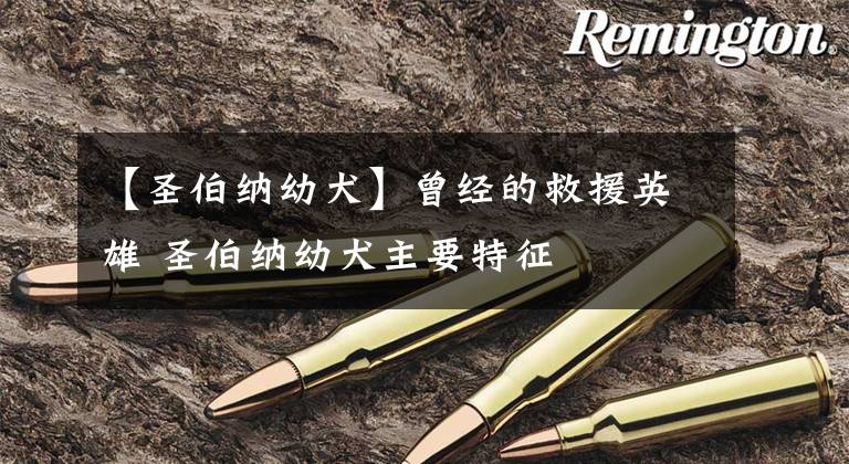 【圣伯纳幼犬】曾经的救援英雄 圣伯纳幼犬主要特征