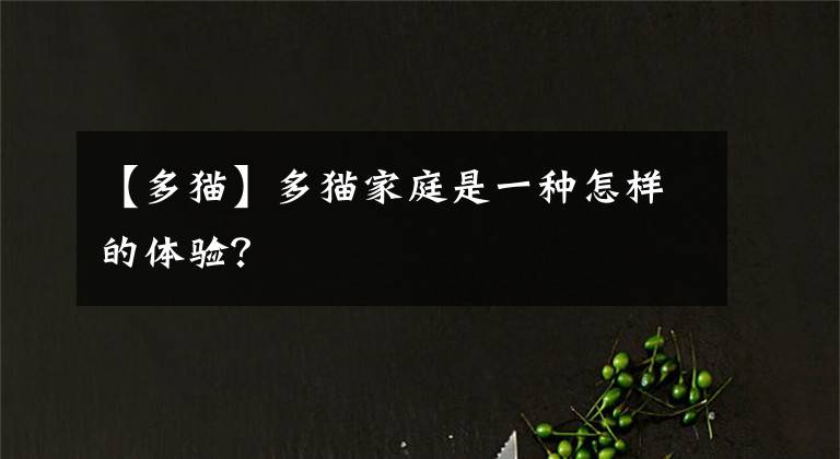【多猫】多猫家庭是一种怎样的体验？