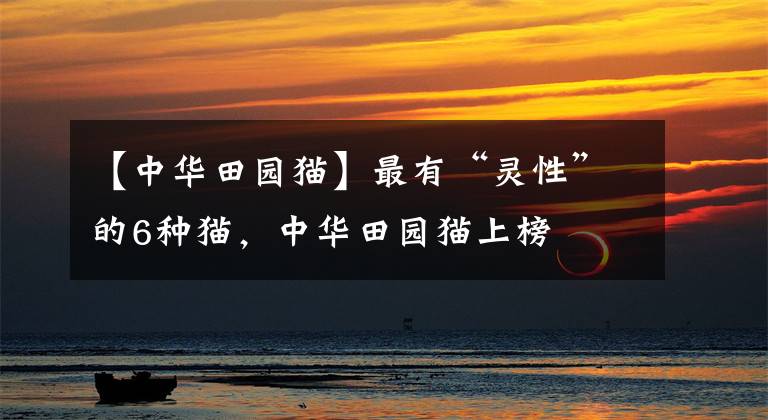 【中华田园猫】最有“灵性”的6种猫，中华田园猫上榜