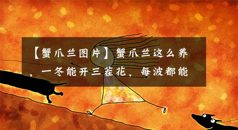 【蟹爪兰图片】蟹爪兰这么养，一冬能开三茬花，每波都能开满盆