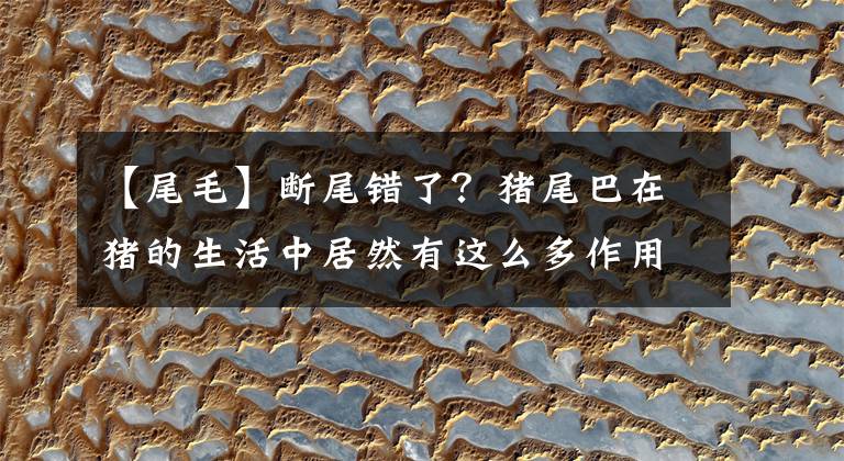 【尾毛】断尾错了?猪尾巴在猪的生活中居然有这么多作用!