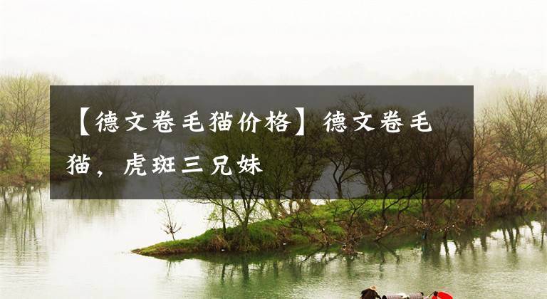 【德文卷毛猫价格】德文卷毛猫，虎斑三兄妹