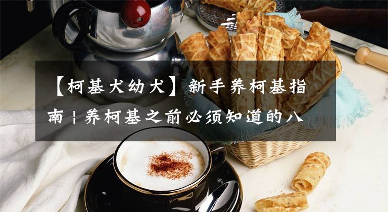 【柯基犬幼犬】新手养柯基指南 | 养柯基之前必须知道的八点建议，请收好