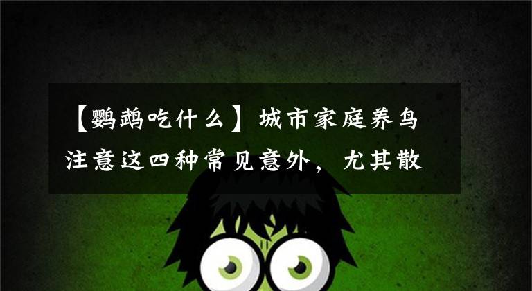 【鹦鹉吃什么】城市家庭养鸟注意这四种常见意外,尤其散养鹦鹉,更要注意前两种
