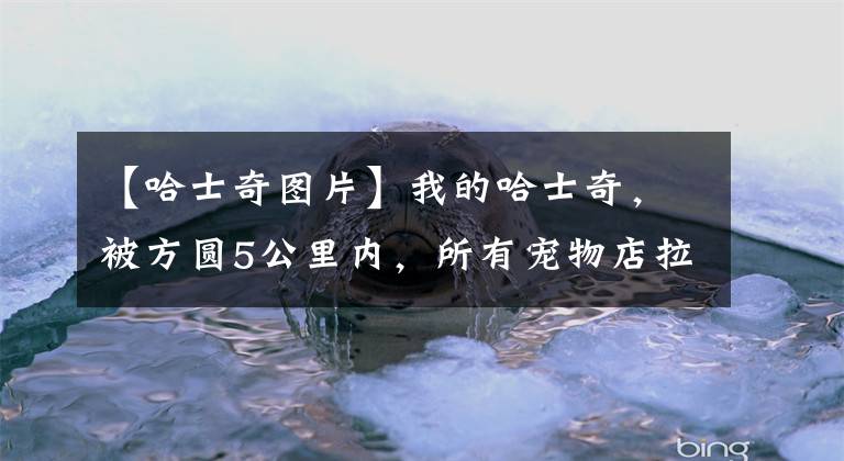 【哈士奇图片】我的哈士奇,被方圆5公里内,所有宠物店拉黑了