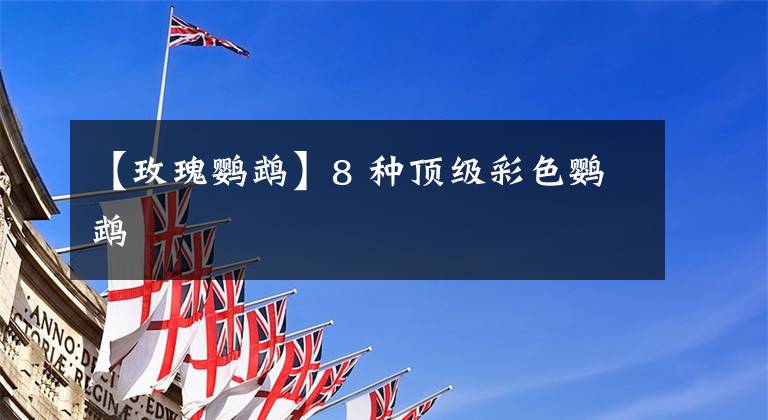 【玫瑰鹦鹉】8 种顶级彩色鹦鹉