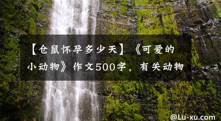【仓鼠怀孕多少天】《可爱的小动物》作文500字，有关动物的作文