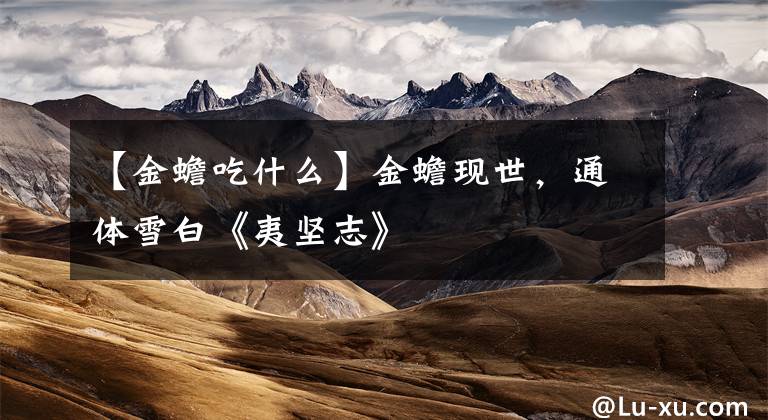 【金蟾吃什么】金蟾现世,通体雪白《夷坚志》