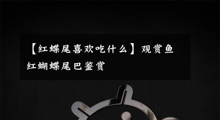【红蝶尾喜欢吃什么】观赏鱼红蝴蝶尾巴鉴赏