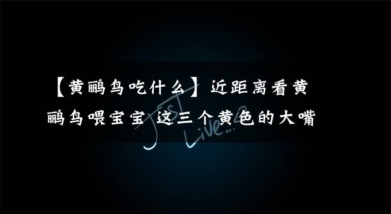 【黄鹂鸟吃什么】近距离看黄鹂鸟喂宝宝 这三个黄色的大嘴巴萌一脸血