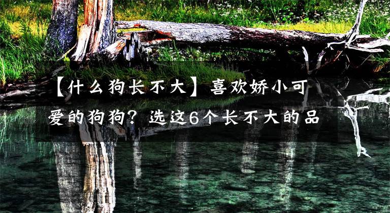 【什么狗长不大】喜欢娇小可爱的狗狗？选这6个长不大的品种吧，萌化你的少女心！