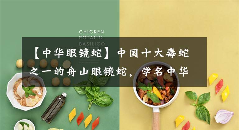 【中华眼镜蛇】中国十大毒蛇之一的舟山眼镜蛇，学名中华眼镜蛇，大家都认识吗？