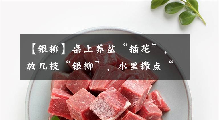 【银柳】桌上养盆“插花”，放几枝“银柳”，水里撒点“白糖”，花开30天