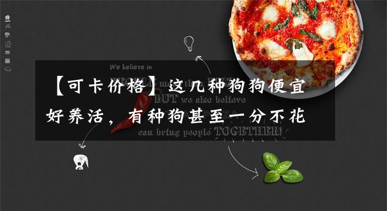 【可卡价格】这几种狗狗便宜好养活，有种狗甚至一分不花就能得到！