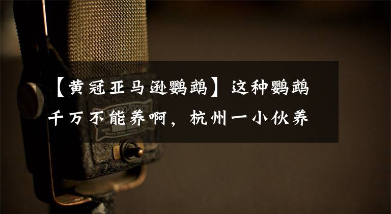 【黄冠亚马逊鹦鹉】这种鹦鹉千万不能养啊，杭州一小伙养了这种鹦鹉直接被抓了