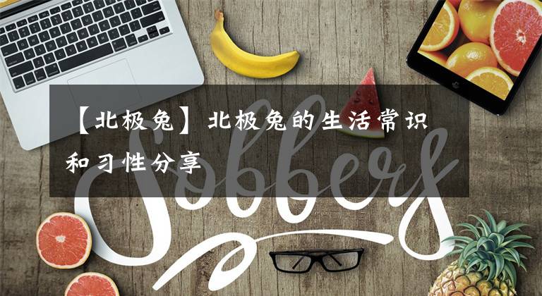 【北极兔】北极兔的生活常识和习性分享