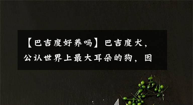 【巴吉度好养吗】巴吉度犬，公认世界上最大耳朵的狗，因忧伤的面部表情而闻名于世