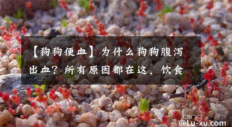 【狗狗便血】为什么狗狗腹泻出血？所有原因都在这，饮食不当与压力都可能造成