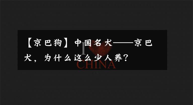 【京巴狗】中国名犬——京巴犬，为什么这么少人养？