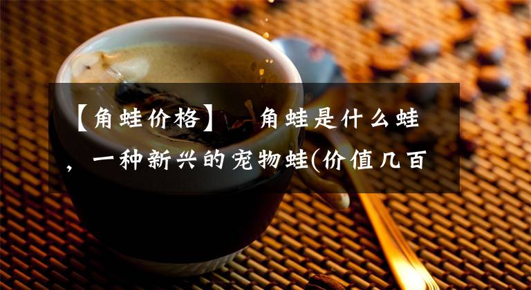 【角蛙价格】​角蛙是什么蛙，一种新兴的宠物蛙(价值几百至两千)