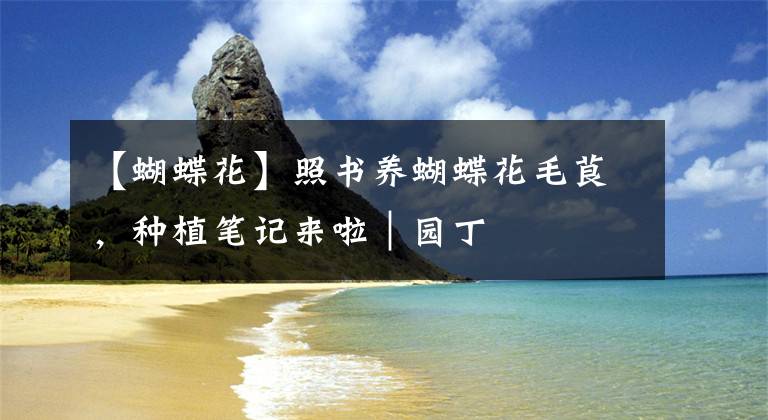 【蝴蝶花】照书养蝴蝶花毛茛,种植笔记来啦|园丁