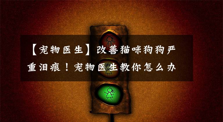 【宠物医生】改善猫咪狗狗严重泪痕！宠物医生教你怎么办？