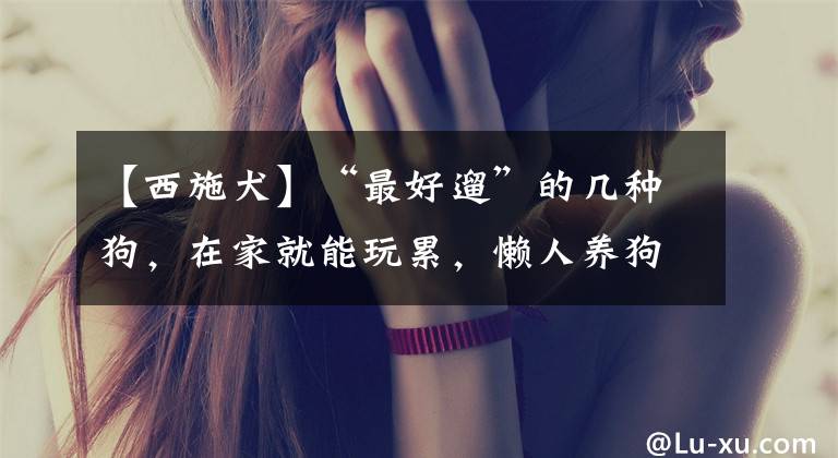 【西施犬】“最好遛”的几种狗,在家就能玩累,懒人养狗就选它