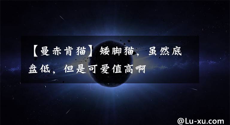 【曼赤肯猫】矮脚猫,虽然底盘低,但是可爱值高啊