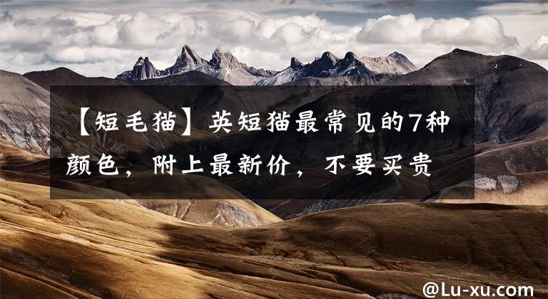 【短毛猫】英短猫最常见的7种颜色,附上最新价,不要买贵了