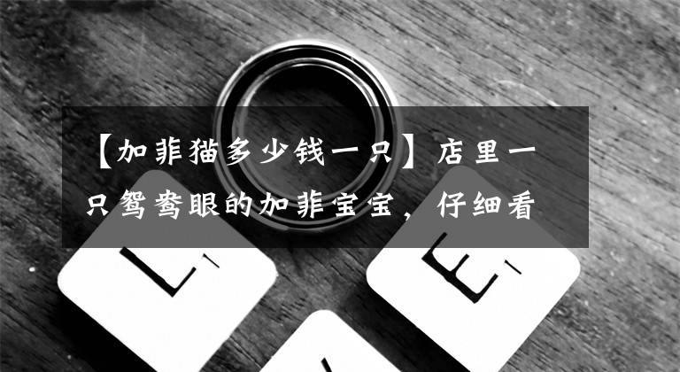 【加菲猫多少钱一只】店里一只鸳鸯眼的加菲宝宝,仔细看,有小惊喜