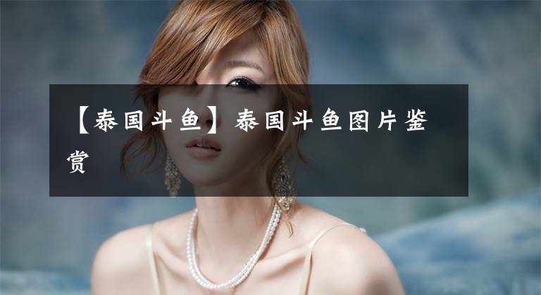 【泰国斗鱼】泰国斗鱼图片鉴赏