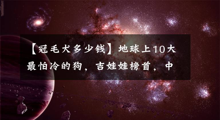 【冠毛犬多少钱】地球上10大最怕冷的狗,吉娃娃榜首,中国冠毛犬第二,你养了吗?