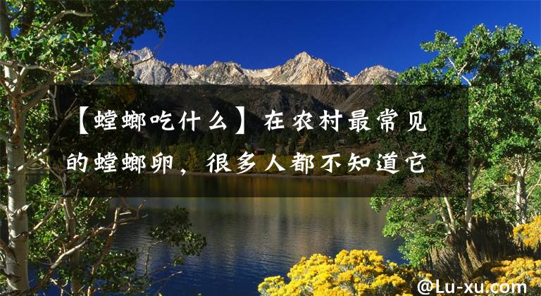 【螳螂吃什么】在农村最常见的螳螂卵，很多人都不知道它的功效