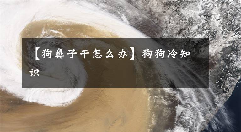 【狗鼻子干怎么办】狗狗冷知识