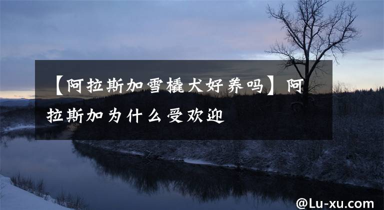 【阿拉斯加雪橇犬好养吗】阿拉斯加为什么受欢迎