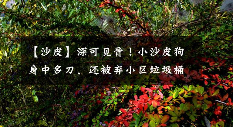【沙皮】深可见骨！小沙皮狗身中多刀，还被弃小区垃圾桶