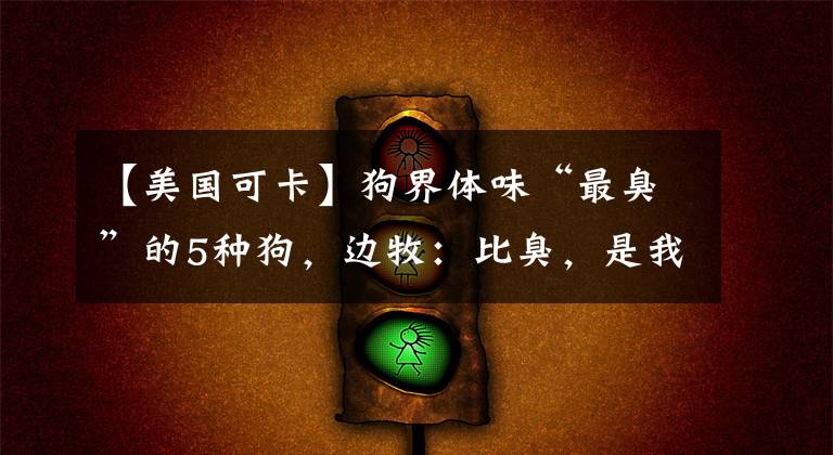 【美国可卡】狗界体味“最臭”的5种狗,边牧:比臭,是我输了