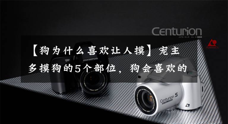 【狗为什么喜欢让人摸】宠主多摸狗的5个部位，狗会喜欢的，但很多宠主不会碰。