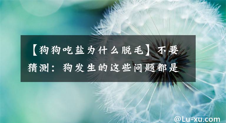 【狗狗吃盐为什么脱毛】不要猜测：狗发生的这些问题都是吃盐太多造成的。