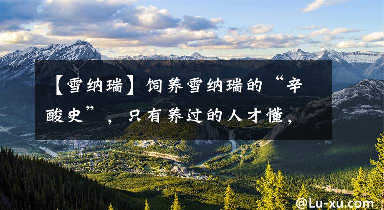 【雪纳瑞】饲养雪纳瑞的“辛酸史”,只有养过的人才懂,戳中你的泪点了吗?