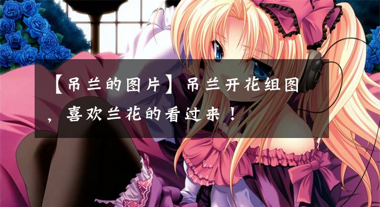 【吊兰的图片】吊兰开花组图，喜欢兰花的看过来！